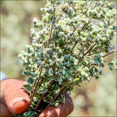 Thym- zaatar pur 500 gr (Terroirs du Liban)