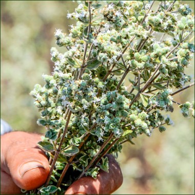 Zaatar Libanais Premium, Terroirs du Liban - Qawzah